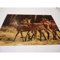 Открытка  2007г. Чистая. Национальный парк Нарочанский.