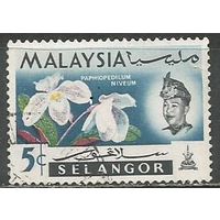 Малайские штаты(Селангор). Цветы. Орхидея Папиофедиум. 1965г. Mi#100.