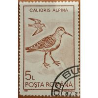 Румыния 1991. Фауна. Птицы. Calidris Alpina. Марка из серии