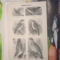 Воробьиныя птицы. 1. 2. Энциклопедическая гравюра СПБ конец 19века 24х16см.