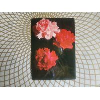 Открытка СССР 1984 год.   Чистая. Г.Костенко . Состояние на скане.