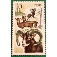 ГДР 1977. Европейский муфлон