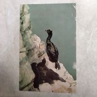 Открытка. Бакланы. Фото Вейсмана. 1985 год.