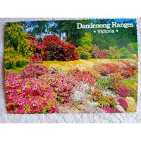 Австралия, Олинда. Национальный сад рододендронов