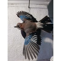 Чучело Сойка