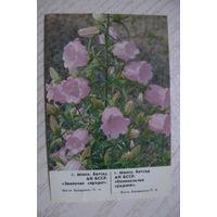 Календарик, 1988, Минск. Ботанический сад. Колокольчик средний.