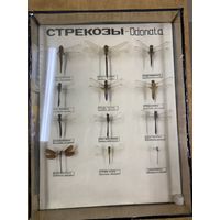 Энтомологическая коллекция стрекоз. СССР. Биология