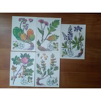 Почтовая карточка. Растения (цена за одну)