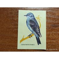 Спичечная этикетка Серая Мухоловка