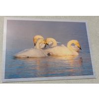 Посткроссинг. Открытка, Алтайский край, заказник "Лебединый" (10х15). Прошла почту. Художественные марки, чёткий штемпель.