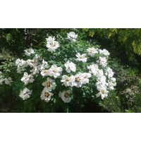 Пион древовидный - семена