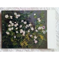 1957. Ханджян. Куст роз