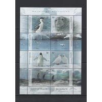 Птицы Аргентина 2007** Антарктида