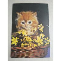 Карманный календарик.Кошки.1995 год