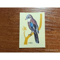 Спичечная этикетка Сойка