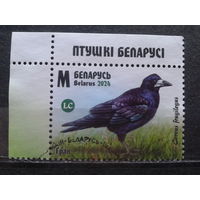 Беларусь, 2024. Грач