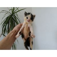 Котёнок #42 ищет семью!