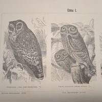 СОВЫ. 1. 2.  Энциклопедическая гравюра конец 19в. Спб. 24х16см.