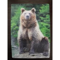 Календарик стерео 3 D Медведь 2022г