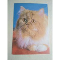 Карманный календарик.Кошки.1995 год