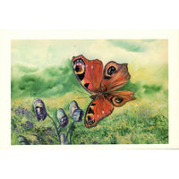 Открытка "Бабочка"