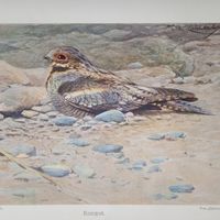 Козодой. Литография СПБ. Энциклопедическая гравюра конец 19века 25х17см. РАСПРОДАЖА КОЛЛЕКЦИИ.