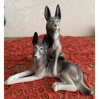 Собаки Вербилки