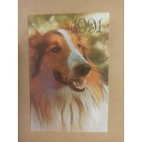 Календарь 1991 Колли