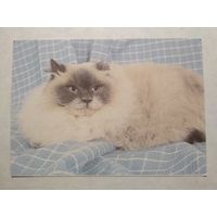 Карманный календарик. Котик.1993 год