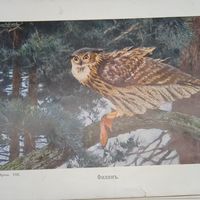 Филинъ. Литография СПБ. Энциклопедическая гравюра конец 19века 25х17см. РАСПРОДАЖА КОЛЛЕКЦИИ.