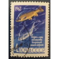 СССР 1962 рыбы 1 из 2.