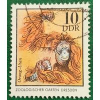 ГДР 1975. Калимантанский орангутан