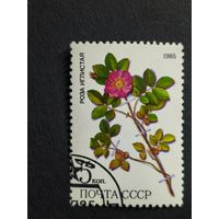 1985 СССР. Охраняемые лекарственные растения Сибири. Роза иглистая