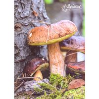 Беларусь 2023 открытка грибы