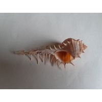 Ракушка "Гребень Венеры" (Murex pecten), редкая.