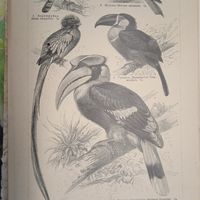 Лазящия птицы. 1. 2.  Энциклопедическая гравюра СПБ конец 19века 24х16см.