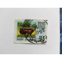 Цейлон 1970 буйволы