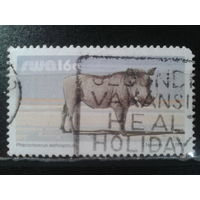 Южно-Западная Африка, 1987. Бородавочник