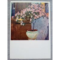 Новаковский. Алалия