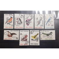 Румыния. Фауна. Птицы (361)