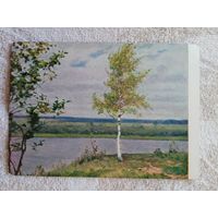 1955. Соколов. Молодая береза