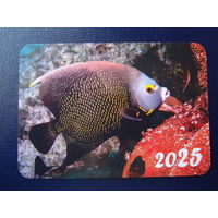 Календарик 2025 г.  Рыба.