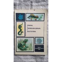 Рыбы, земнаводныя, паўзуны