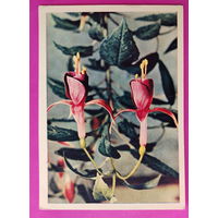 Фуксия. Чистая. 1965 года. Гайлитис. 2329.