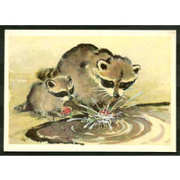 Еноты. Худ. Л. Гамбургер. 1977