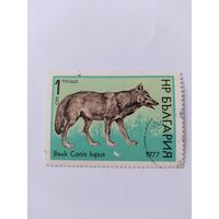 Болгария  1977 волк