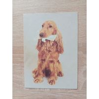 Календарик 1993