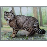 Лесной кот. Фауна. Открытка, глянец