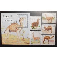 Афганистан. 1997 год. Фауна. Верблюды и ламы (блок и 5 марок) (1312)