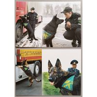 Служебные собаки. Открытки, глянец